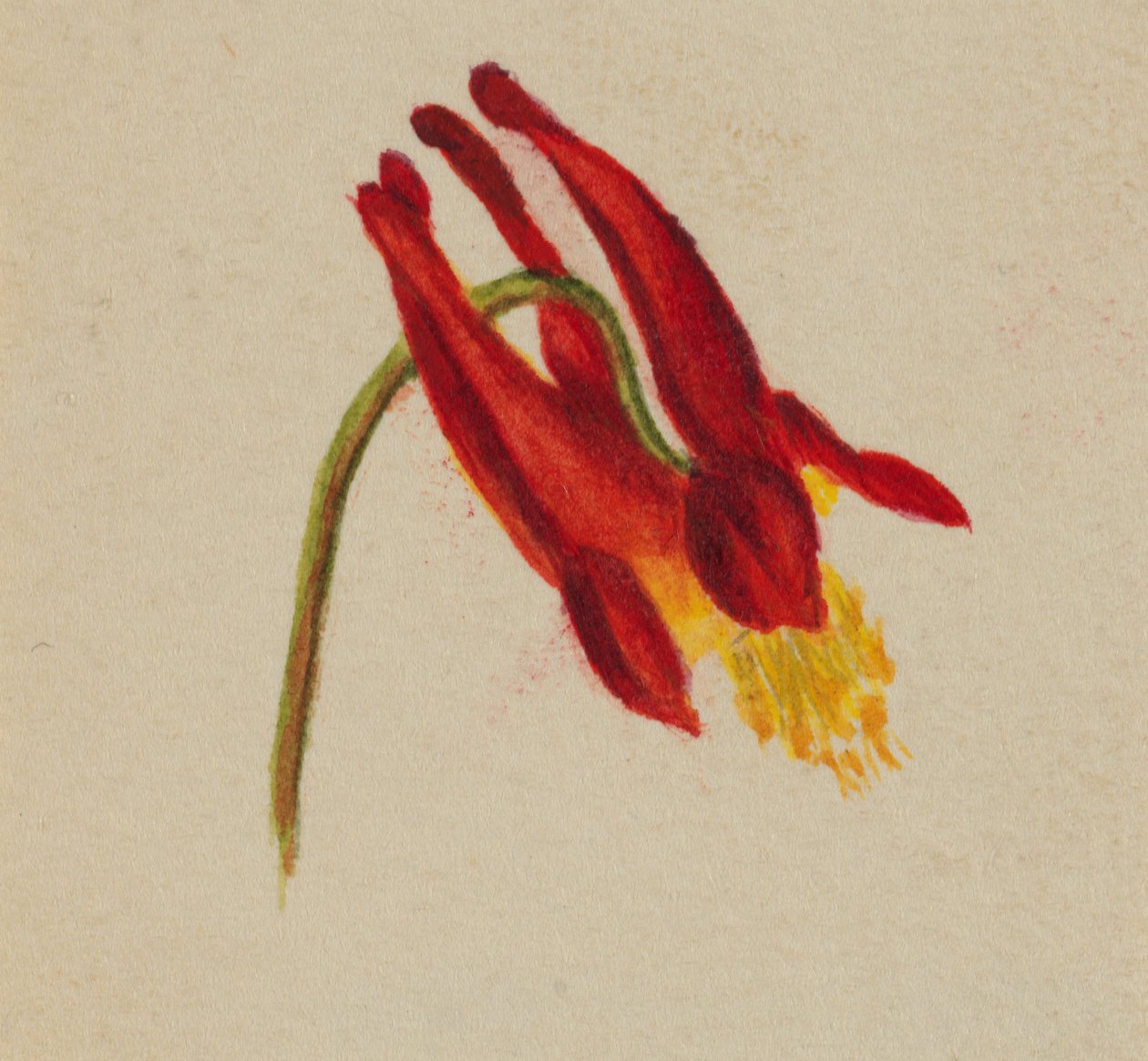 Bez názvu, ca. 1874. od Mary Vaux Walcott