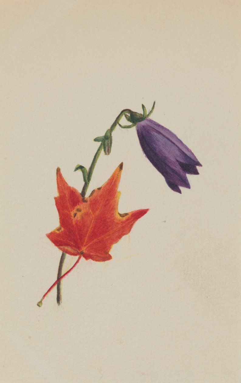 Bez názvu, ca. 1876. od Mary Vaux Walcott