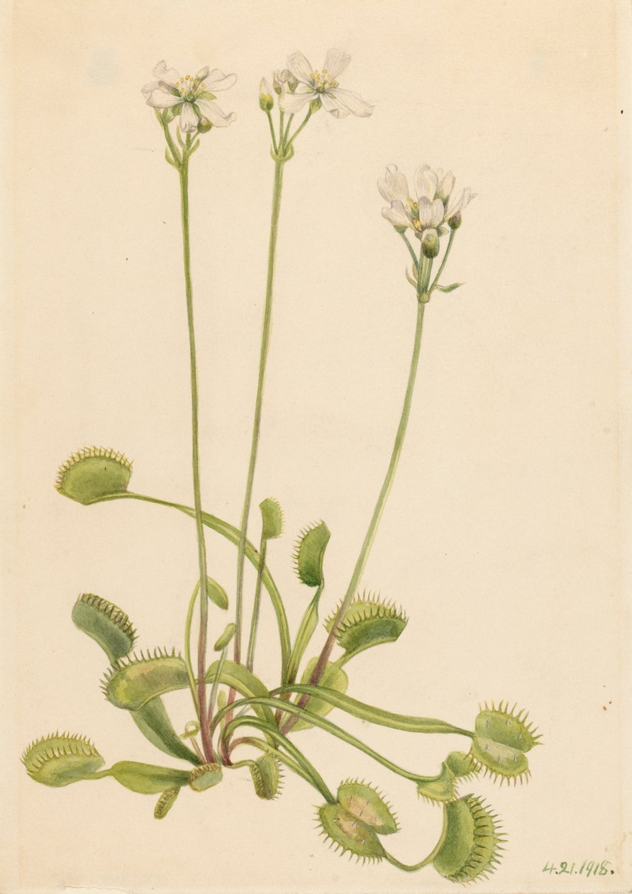Mucholapka Venus Dionaea muscipula, 1918. od Mary Vaux Walcott