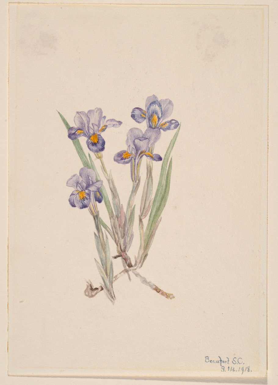 Kosatec jarní (Iris verna) od Mary Vaux Walcott