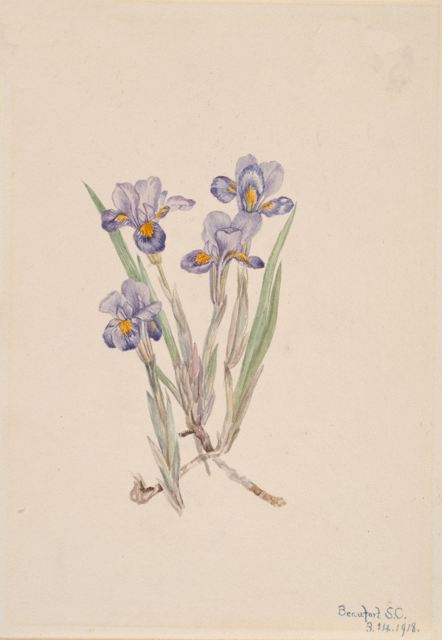 Vernal Iris Iris verna, 1918. od Mary Vaux Walcott
