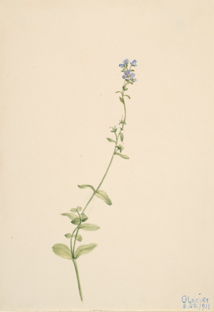 Veronica serpyllifolia, 1911. od Mary Vaux Walcott