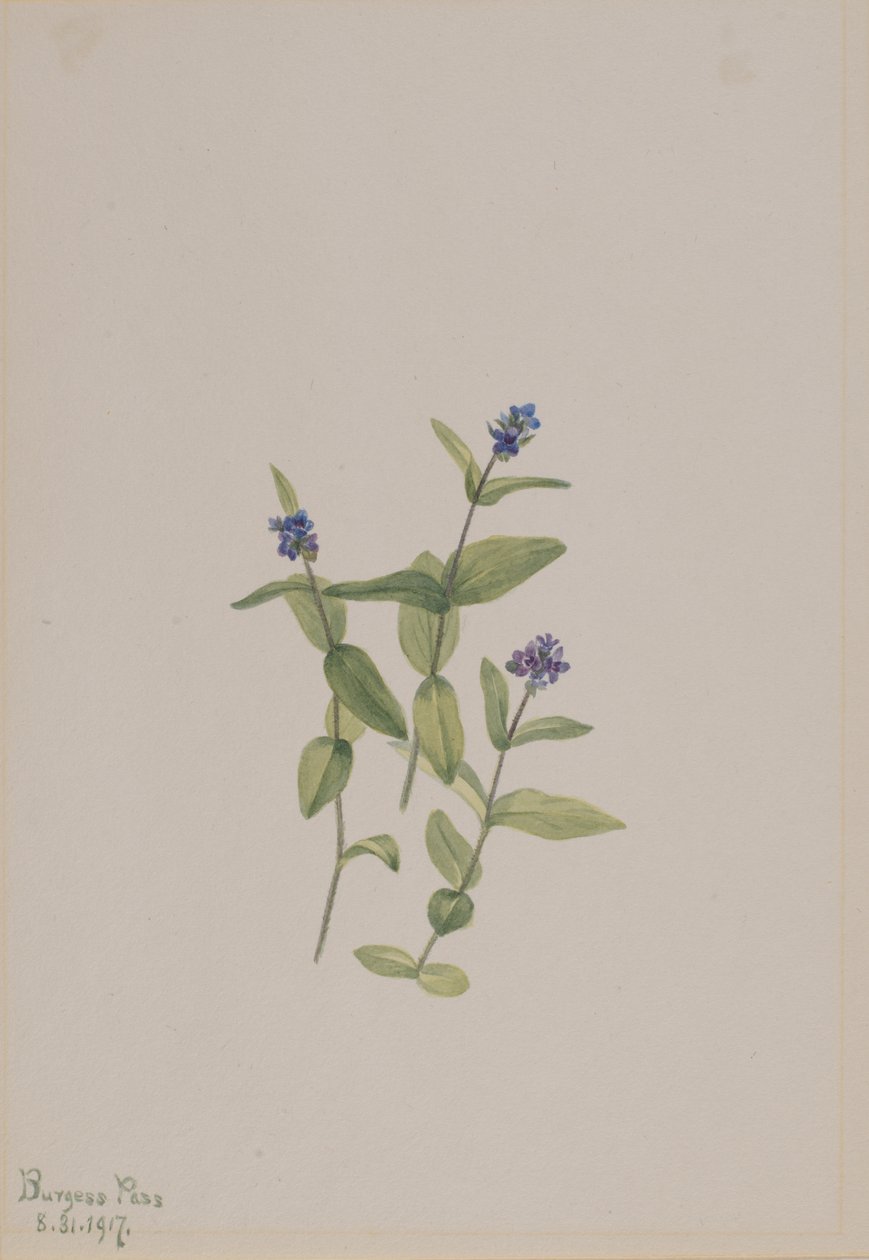 Veronica wormskjoldii, 1917. od Mary Vaux Walcott