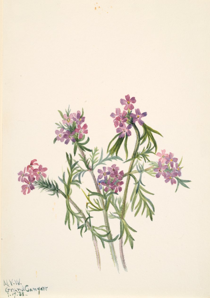 Vervain Verbena wrightii, 1938. od Mary Vaux Walcott