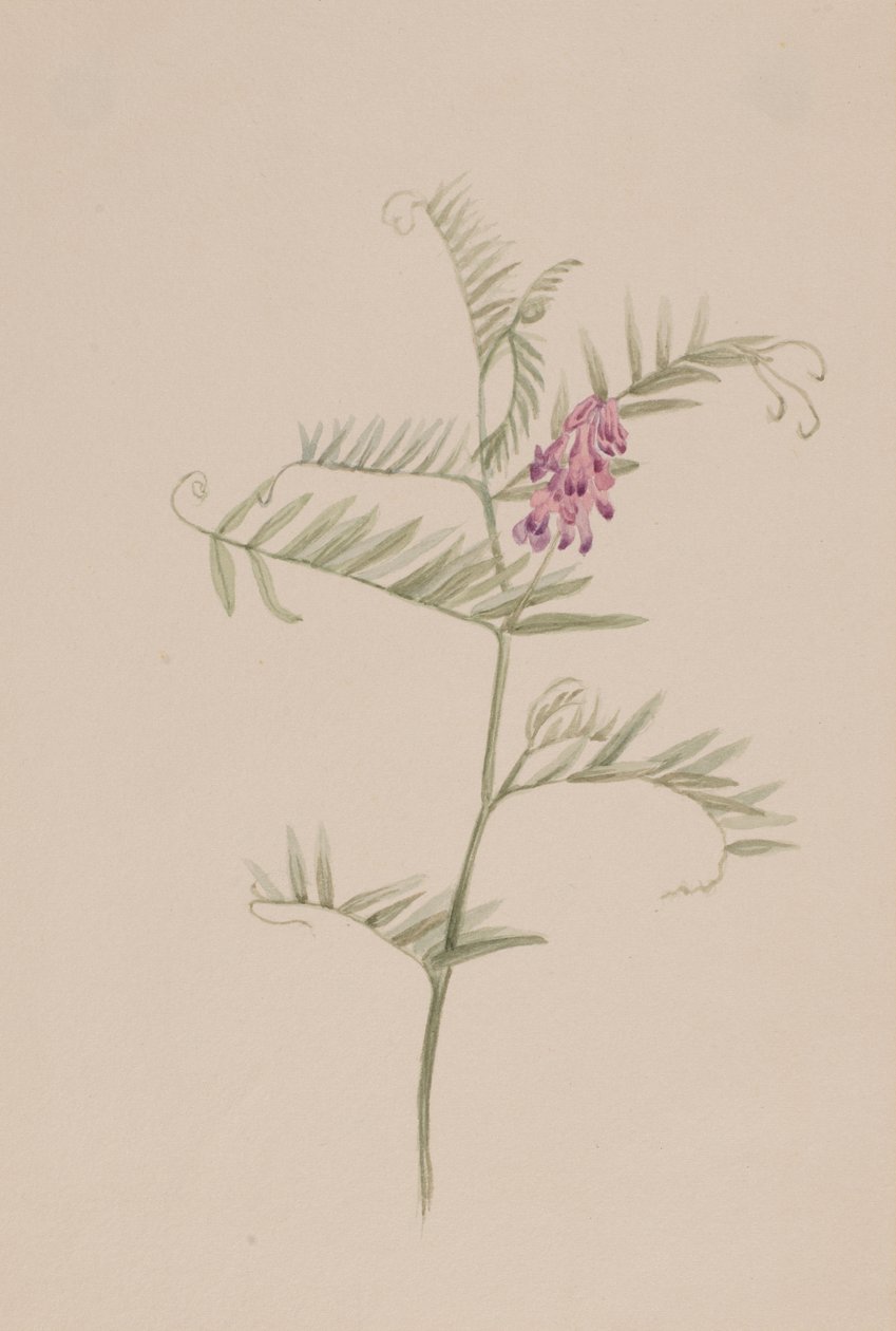 Americká vikev, ca. 1917-1918. od Mary Vaux Walcott