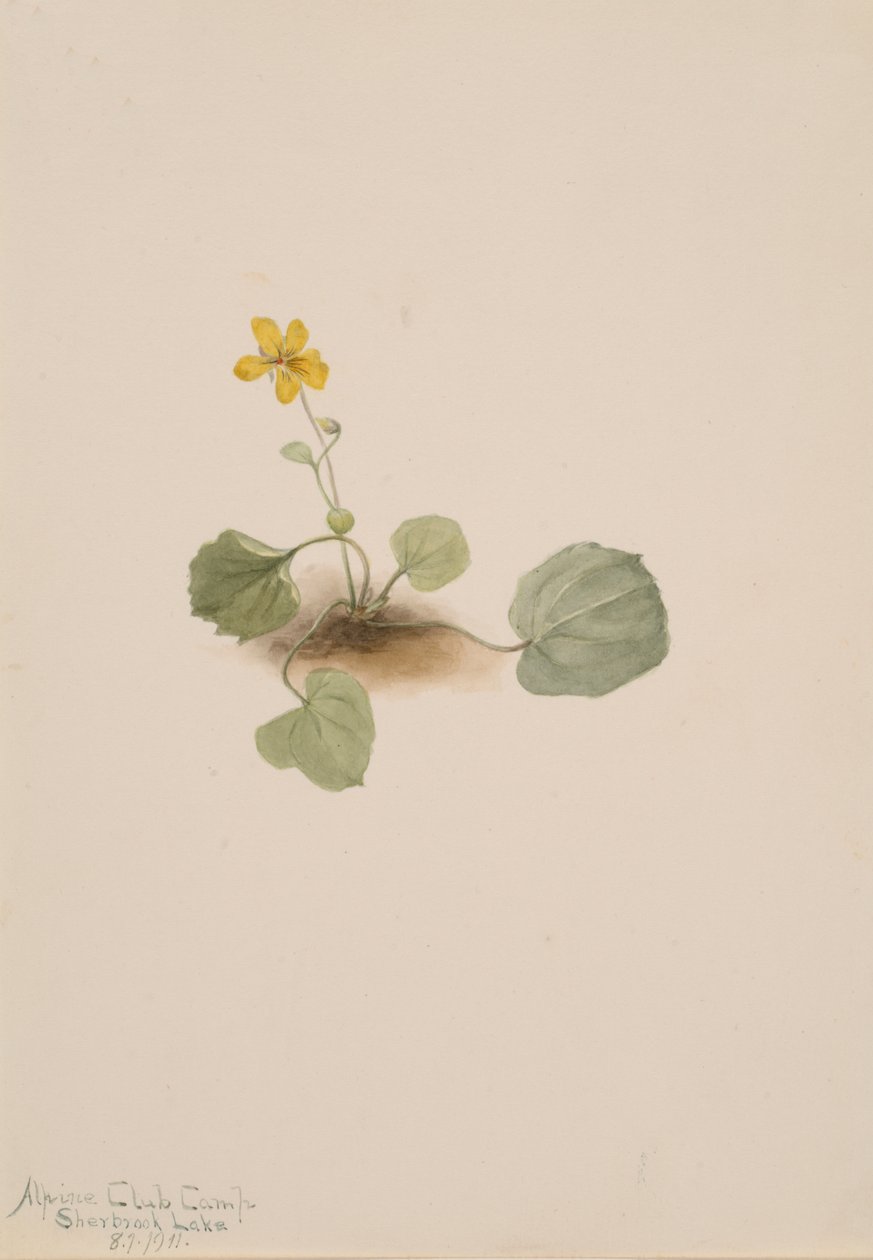 Viola orbiculata, 1911. od Mary Vaux Walcott