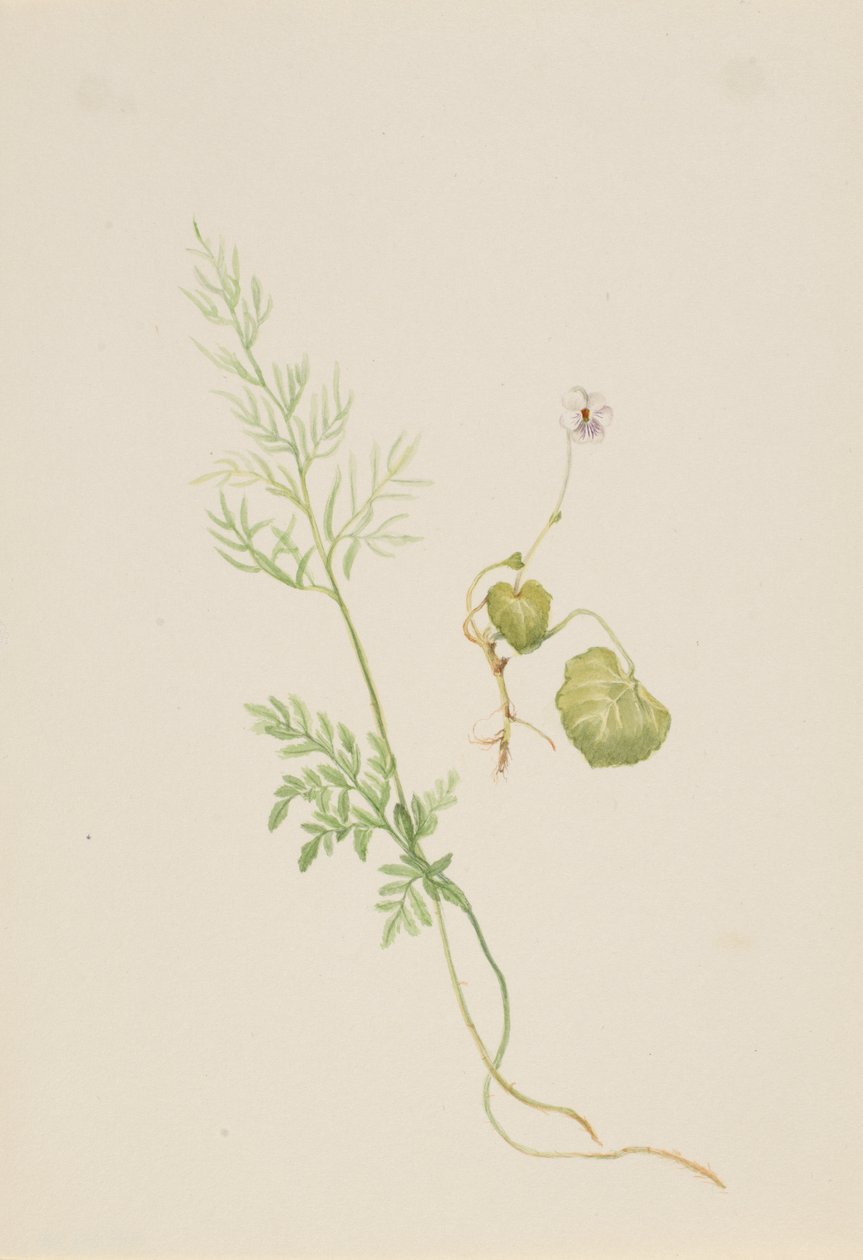 Viola palustris, ca. 1917-1918. od Mary Vaux Walcott