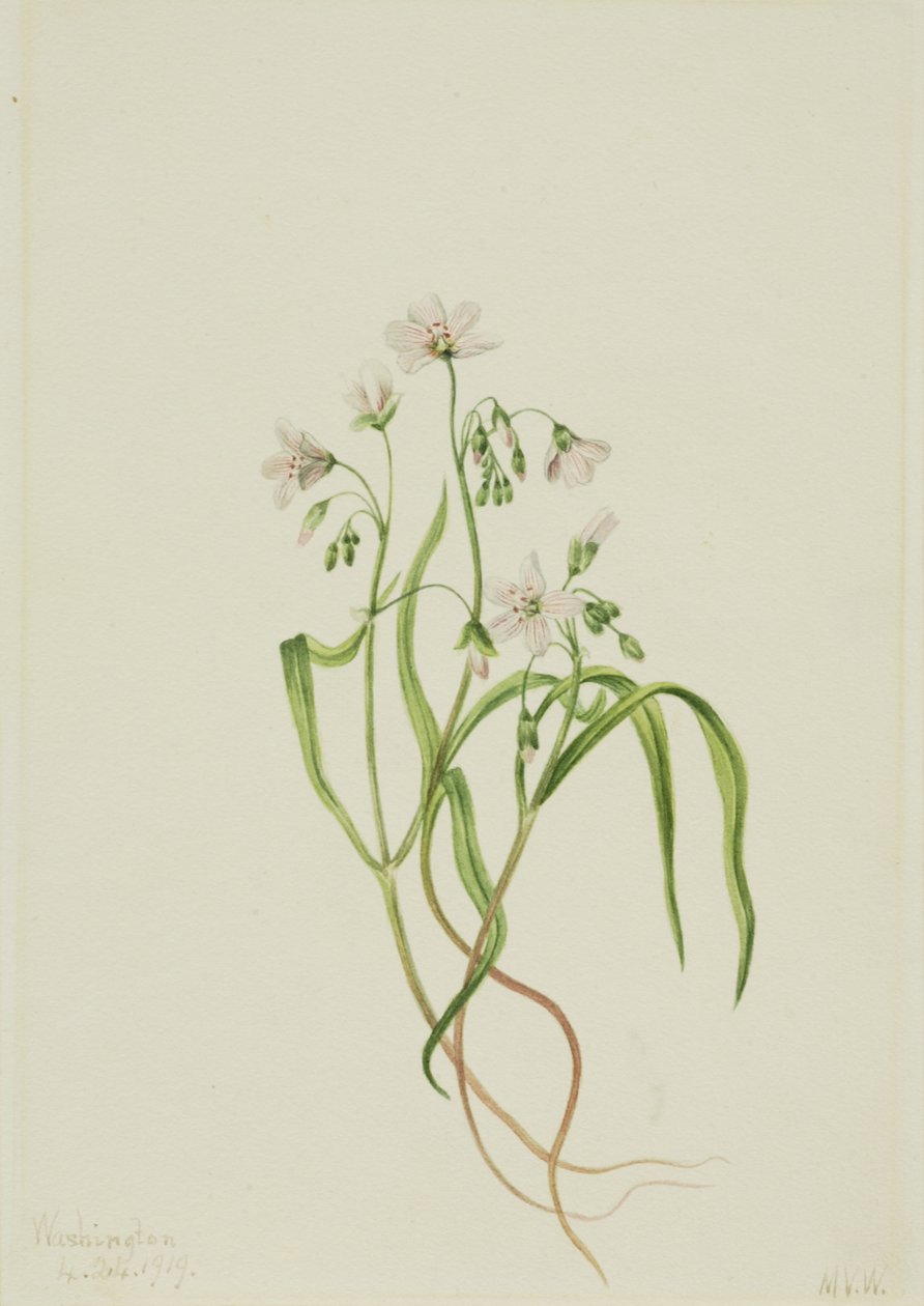Virginia Springbeauty Claytonia virginica, 1919. od Mary Vaux Walcott