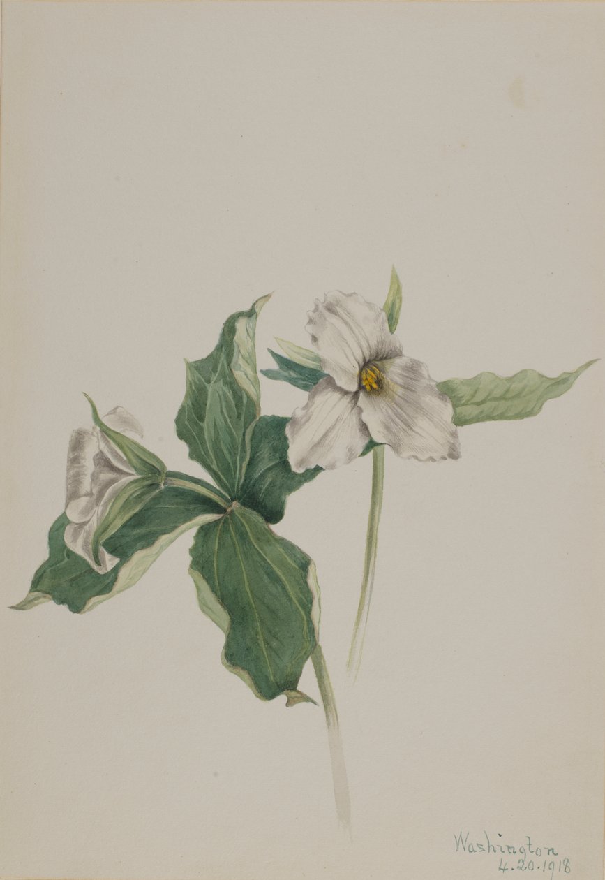 Wake-Robin Trillium grandiflorum, 1918. od Mary Vaux Walcott