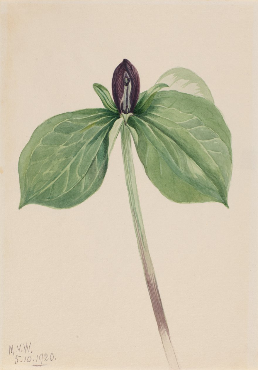 Wake-Robin Trillium sessile, 1920. od Mary Vaux Walcott