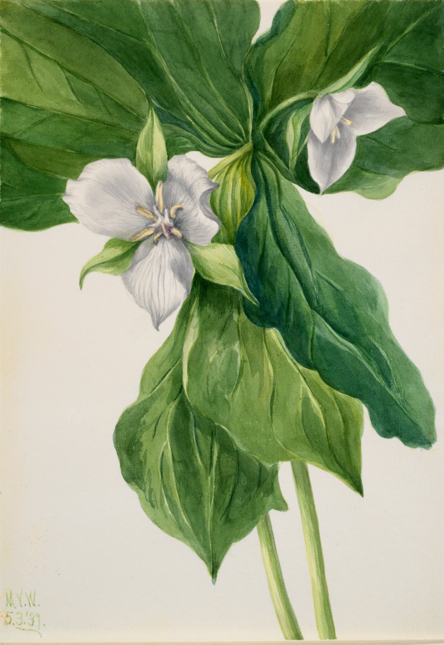 Wake-Robin Trillium přirovnání, 1939. od Mary Vaux Walcott