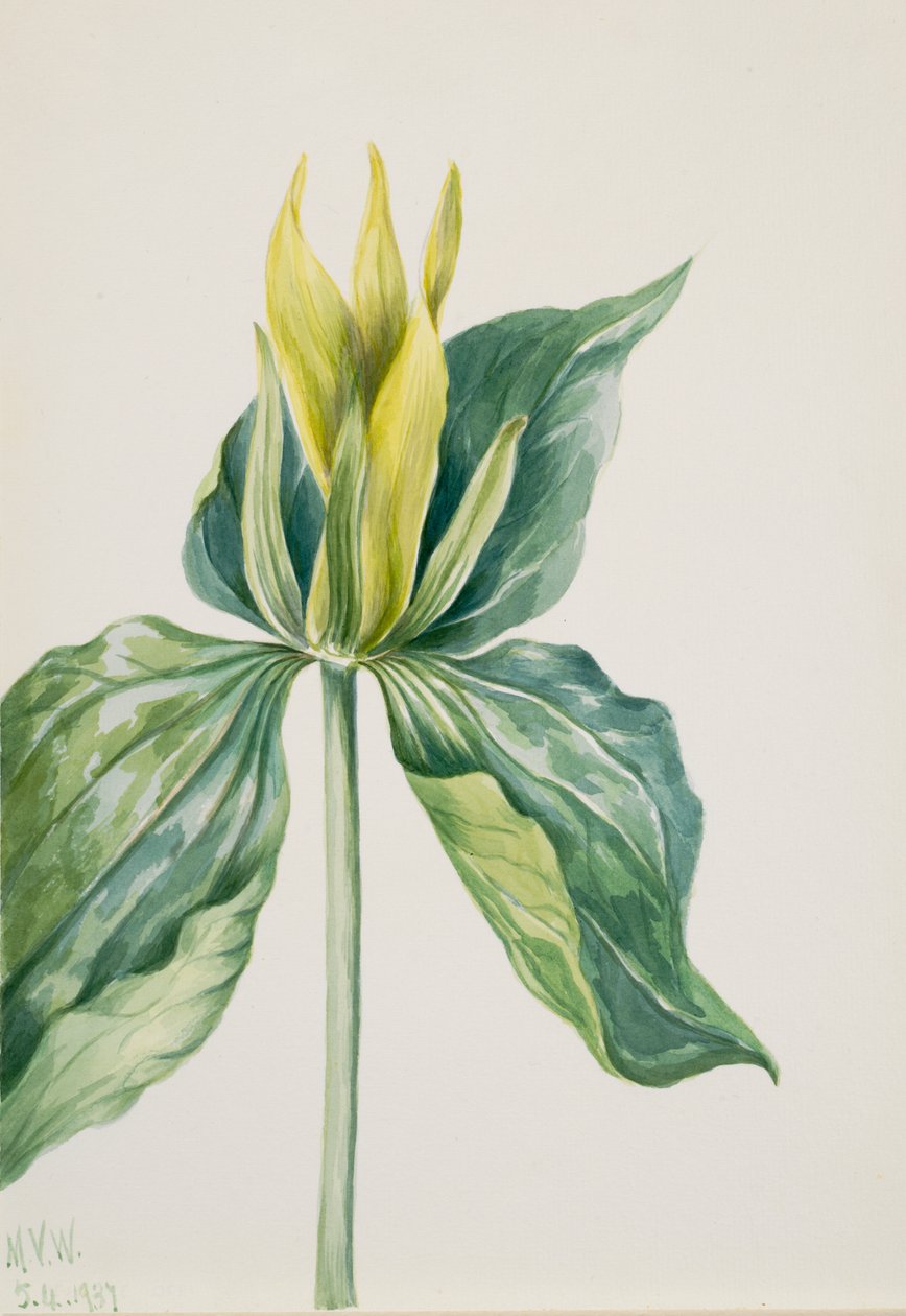 Wake-Robin Trillium underwoodii, 1937. od Mary Vaux Walcott