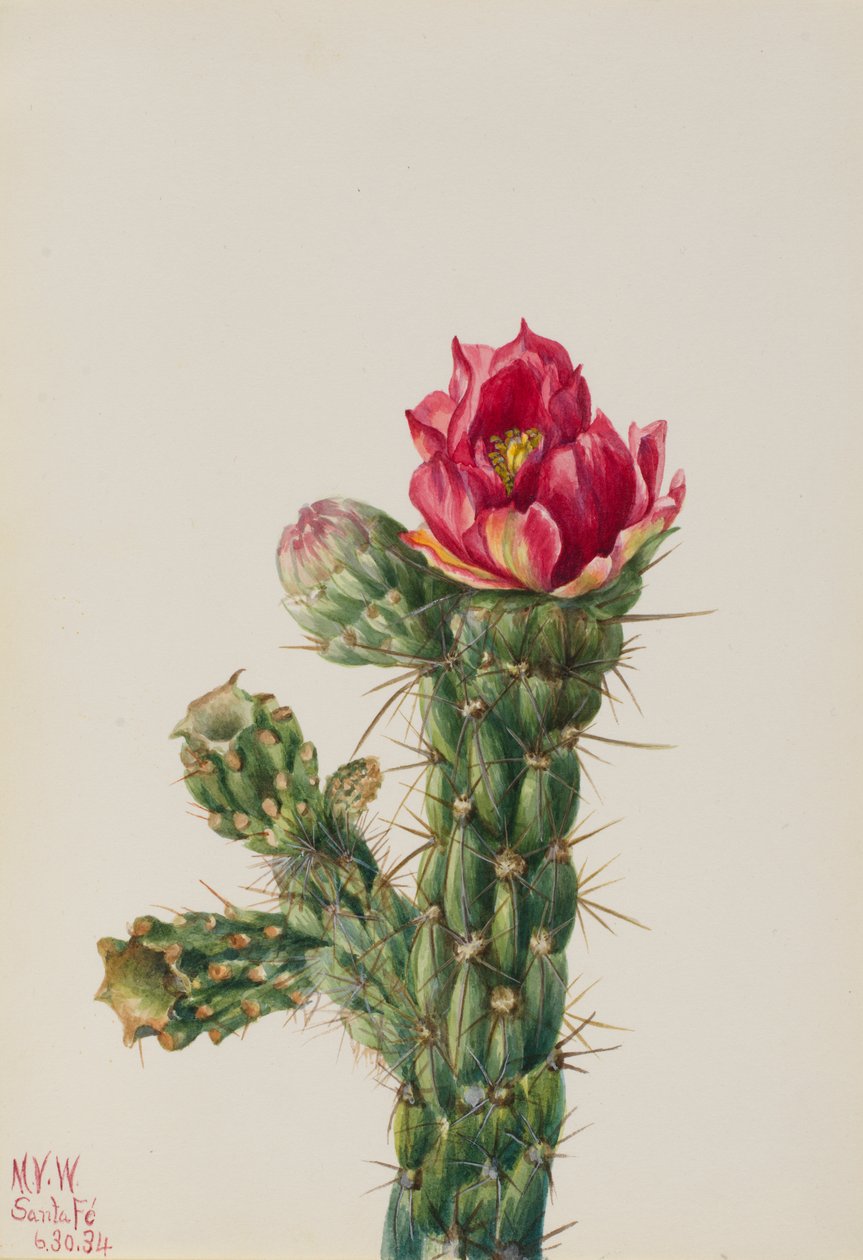 Vycházková hůl Cholla Opuntia imbricata, 1934. od Mary Vaux Walcott