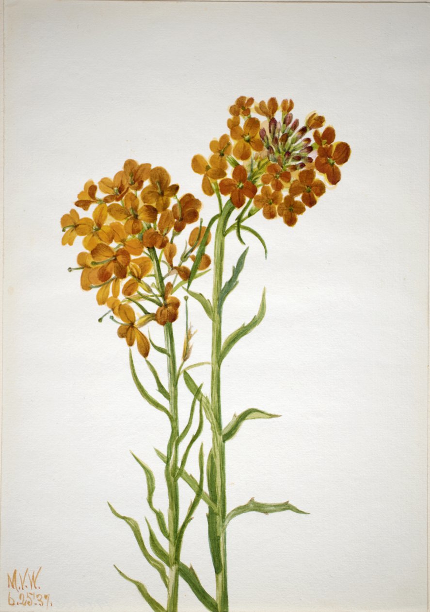 Wallflower Erysimum wheeleri, 1937. od Mary Vaux Walcott