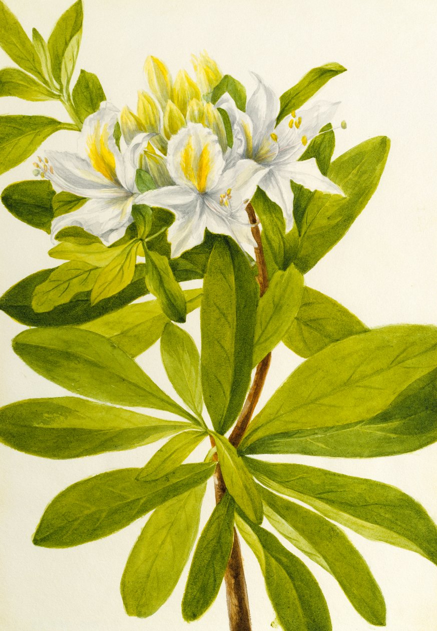 Azalea západní Rhododendron occidentale, n.d. od Mary Vaux Walcott