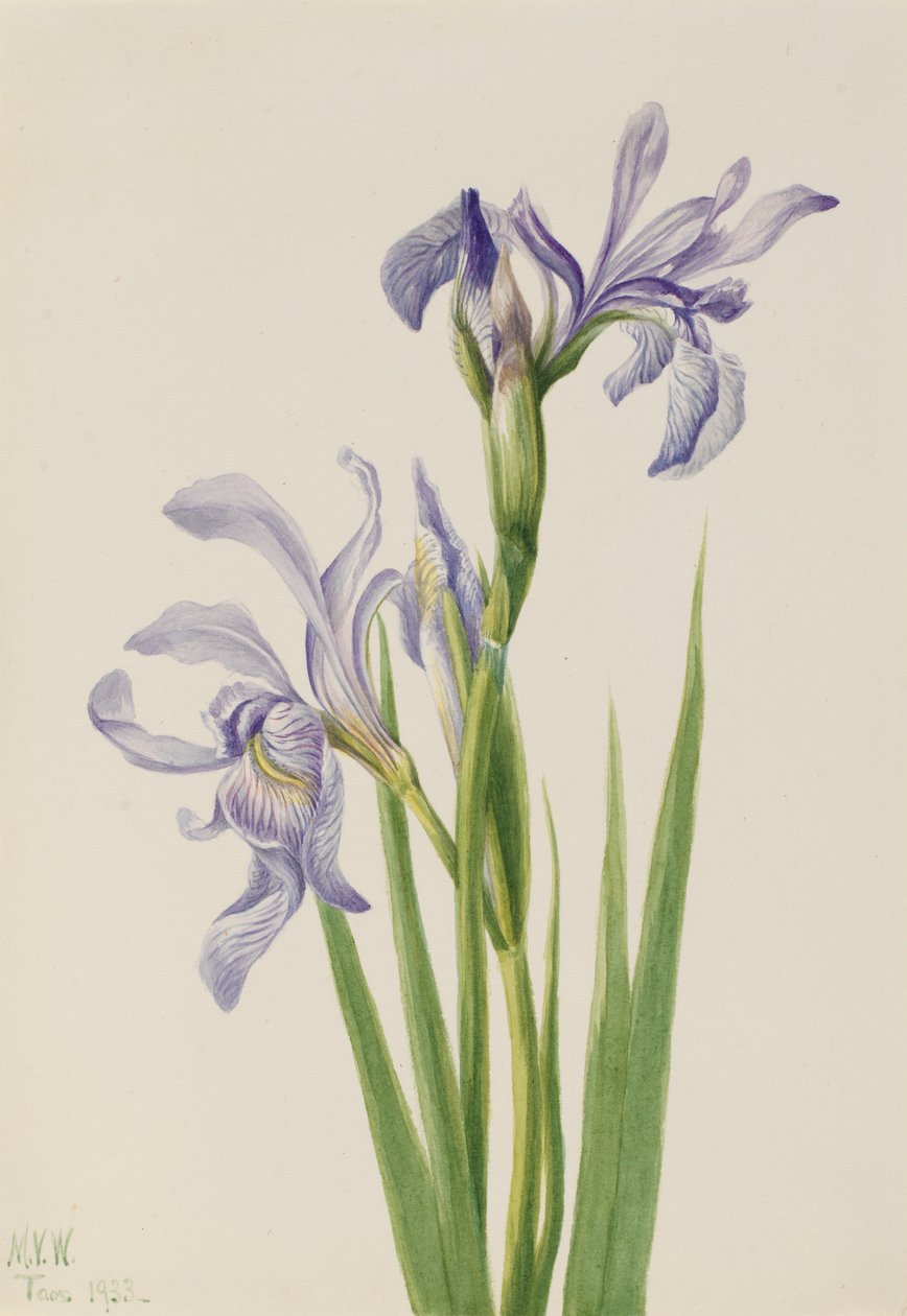 Modrá vlajka západní (Iris missouriensis) od Mary Vaux Walcott