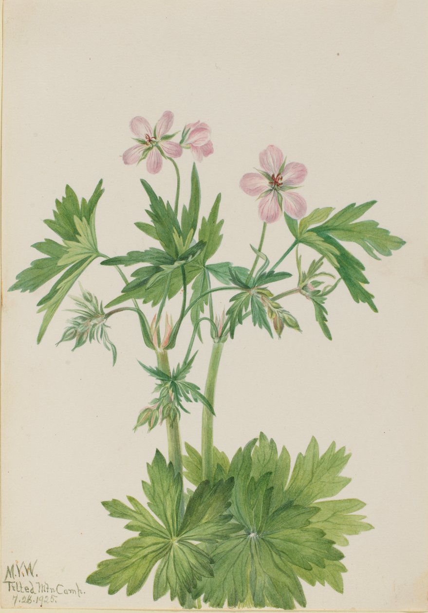 Cranesbill Geranium viscosissimum, 1925. od Mary Vaux Walcott