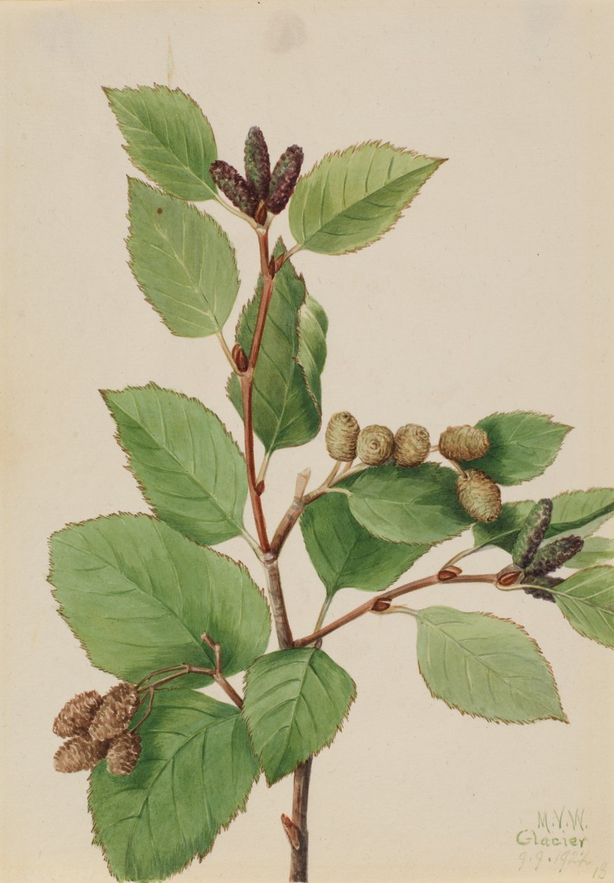 Olše zelená Alnus sinuata, 1922. od Mary Vaux Walcott
