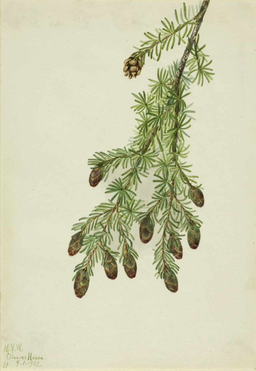 Hetlock Tsuga heterophylla, 1923. od Mary Vaux Walcott