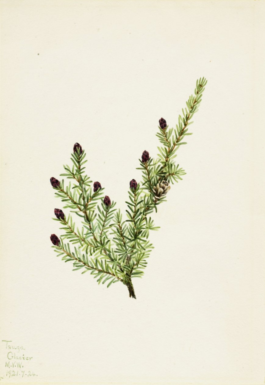 Hetlock Tsuga heterophylla, 1924. od Mary Vaux Walcott