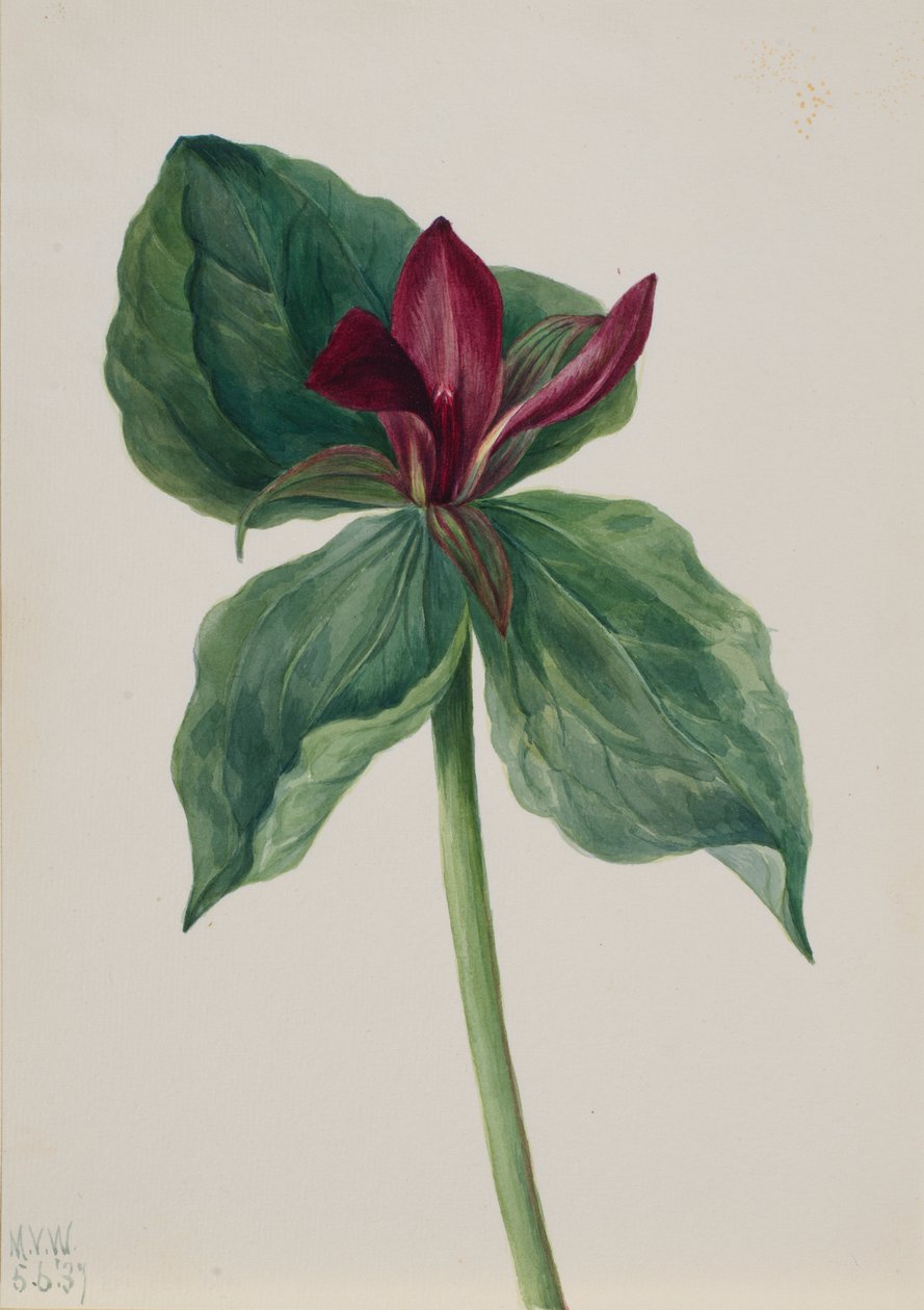 Květina bičíkovec (Trillium H.) od Mary Vaux Walcott