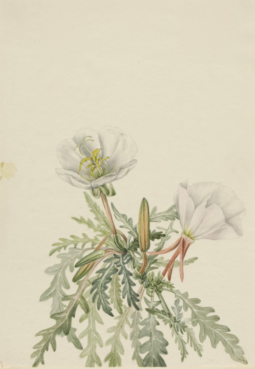 Bílá Dawnrose Pachyloplus marginatus, n.d. od Mary Vaux Walcott