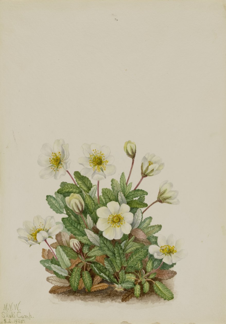 Dryáda bílá (Dryas octopetala) od Mary Vaux Walcott