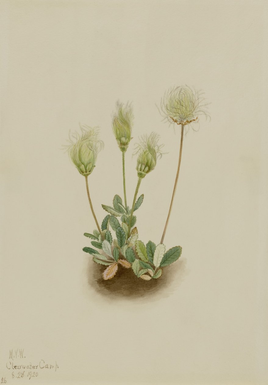 Dryáda bílá (Dryas octopetala) od Mary Vaux Walcott