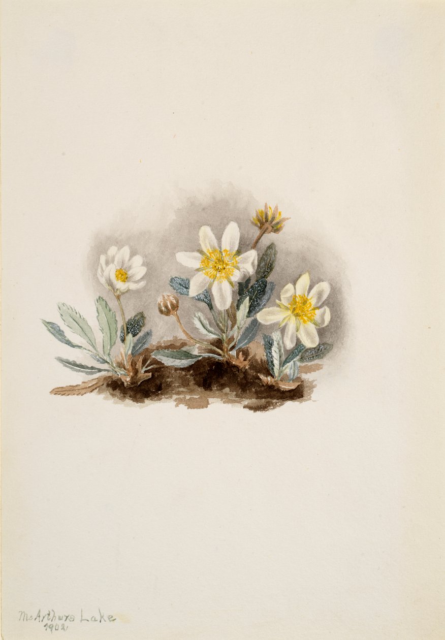White Dryad Dryas octopetala, 1902. od Mary Vaux Walcott