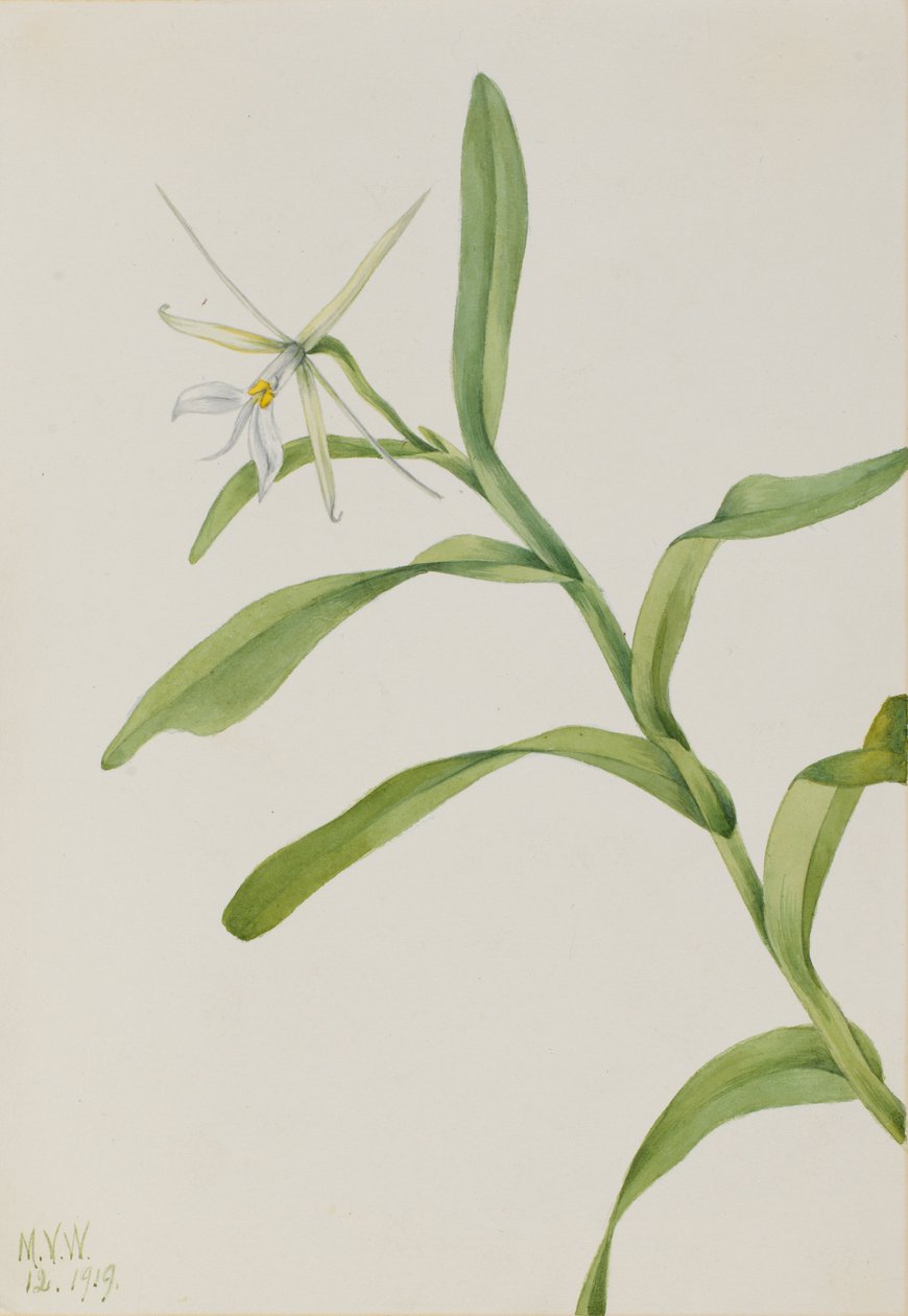 Epidendrum bílé (Epidendrum nocturnum) od Mary Vaux Walcott