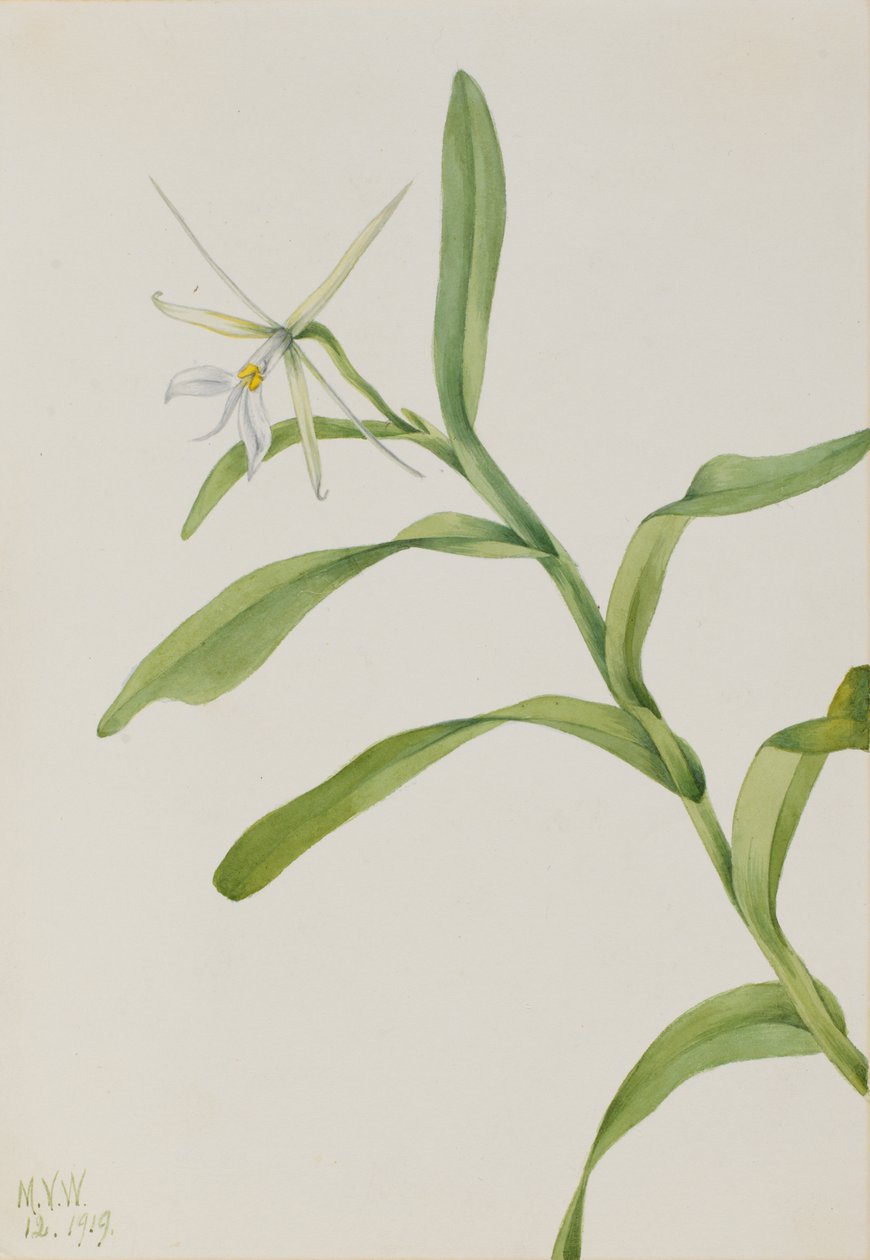 Bílá, 1919 od Mary Vaux Walcott