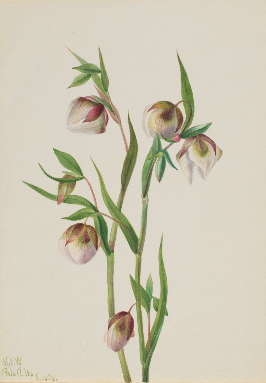 Bílá lucerna (Calochortus albus) od Mary Vaux Walcott