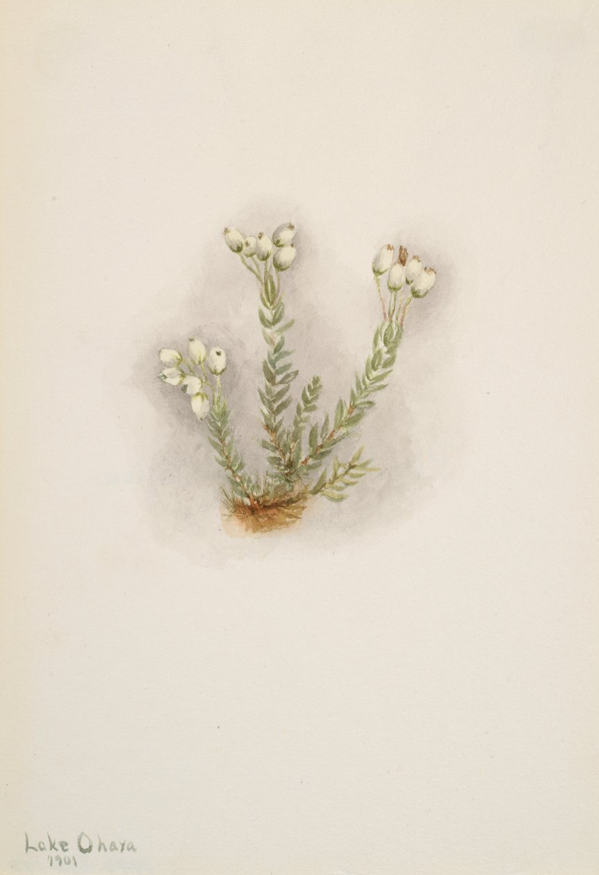 White Heather Phyllodoce grandiflora, 1901. od Mary Vaux Walcott