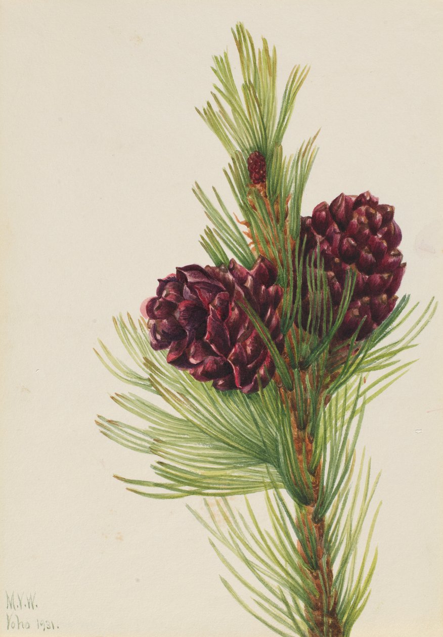 Borovice bělokorá (Pinus albicaulis) od Mary Vaux Walcott