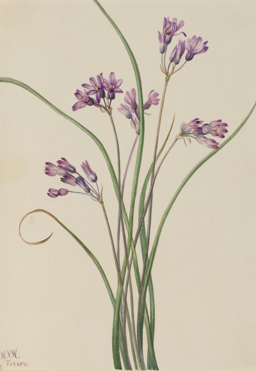 Divoký hyacint (Brodiaea pulchella) od Mary Vaux Walcott