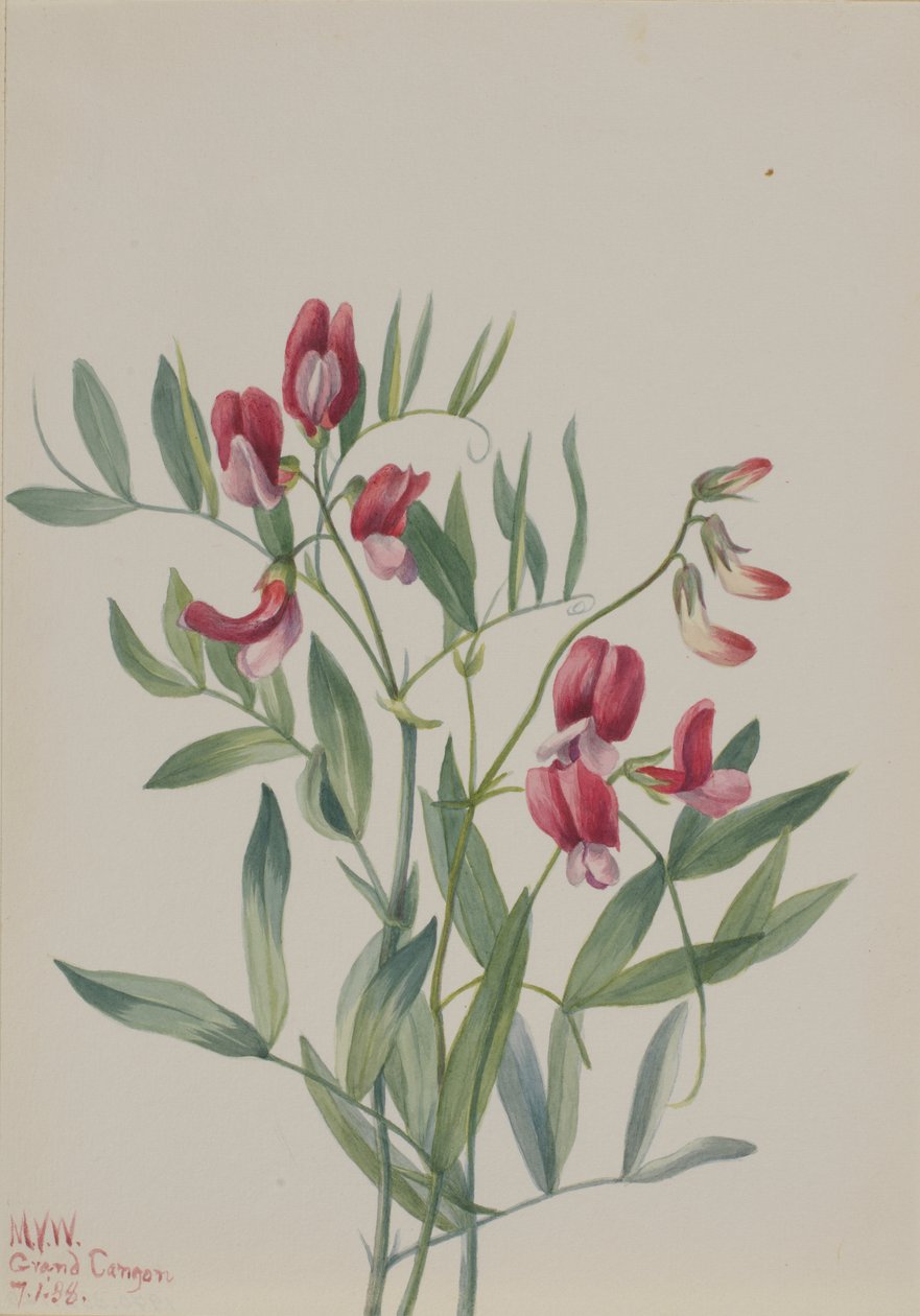 Divoký hrách Lathyrus decaphyllus, 1938. od Mary Vaux Walcott