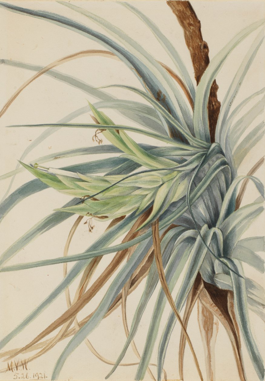 Divoký ananas (Tillandsia fasciculata) od Mary Vaux Walcott