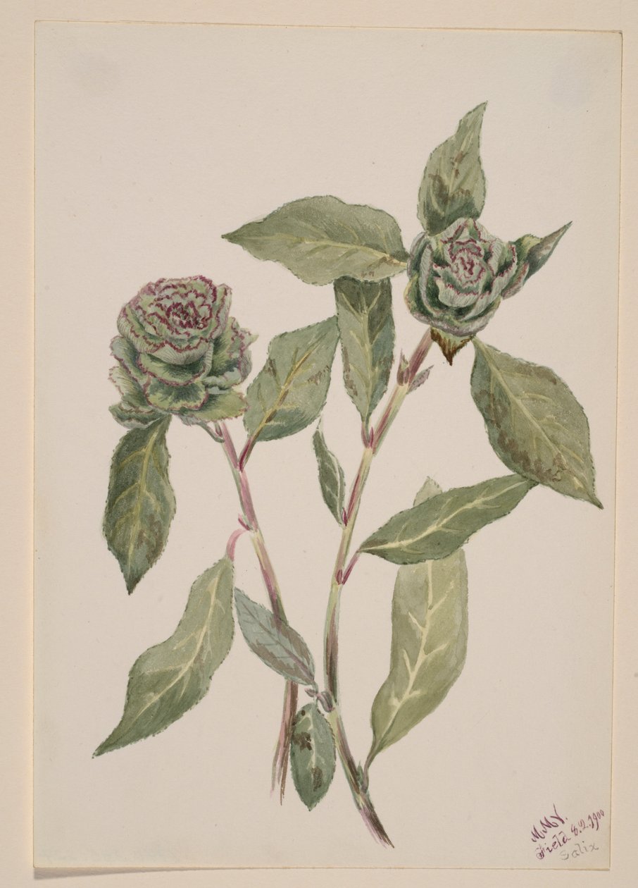 Vrba (Salix) od Mary Vaux Walcott