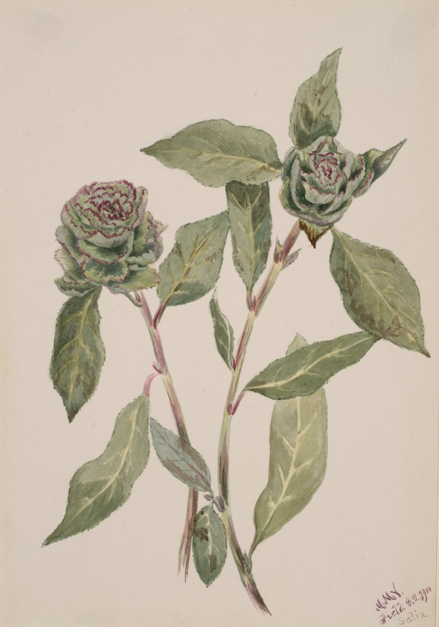 Willow Salix, 1900. od Mary Vaux Walcott