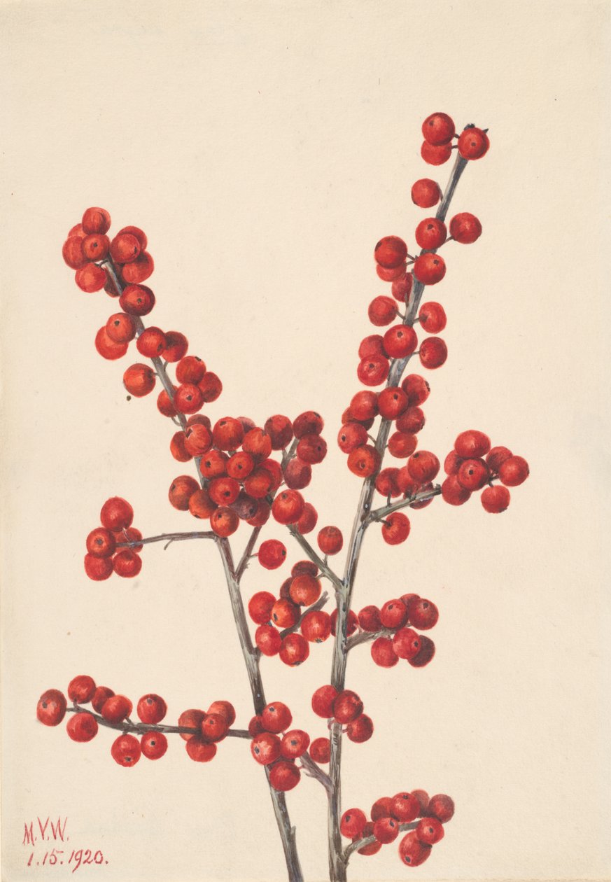 Winterberry Ilex verticillata, 1920. od Mary Vaux Walcott