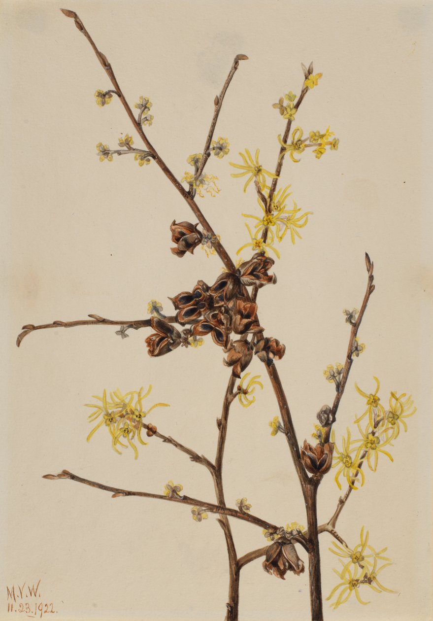 Witch Hazel Hamamelis virginiana, 1922. od Mary Vaux Walcott