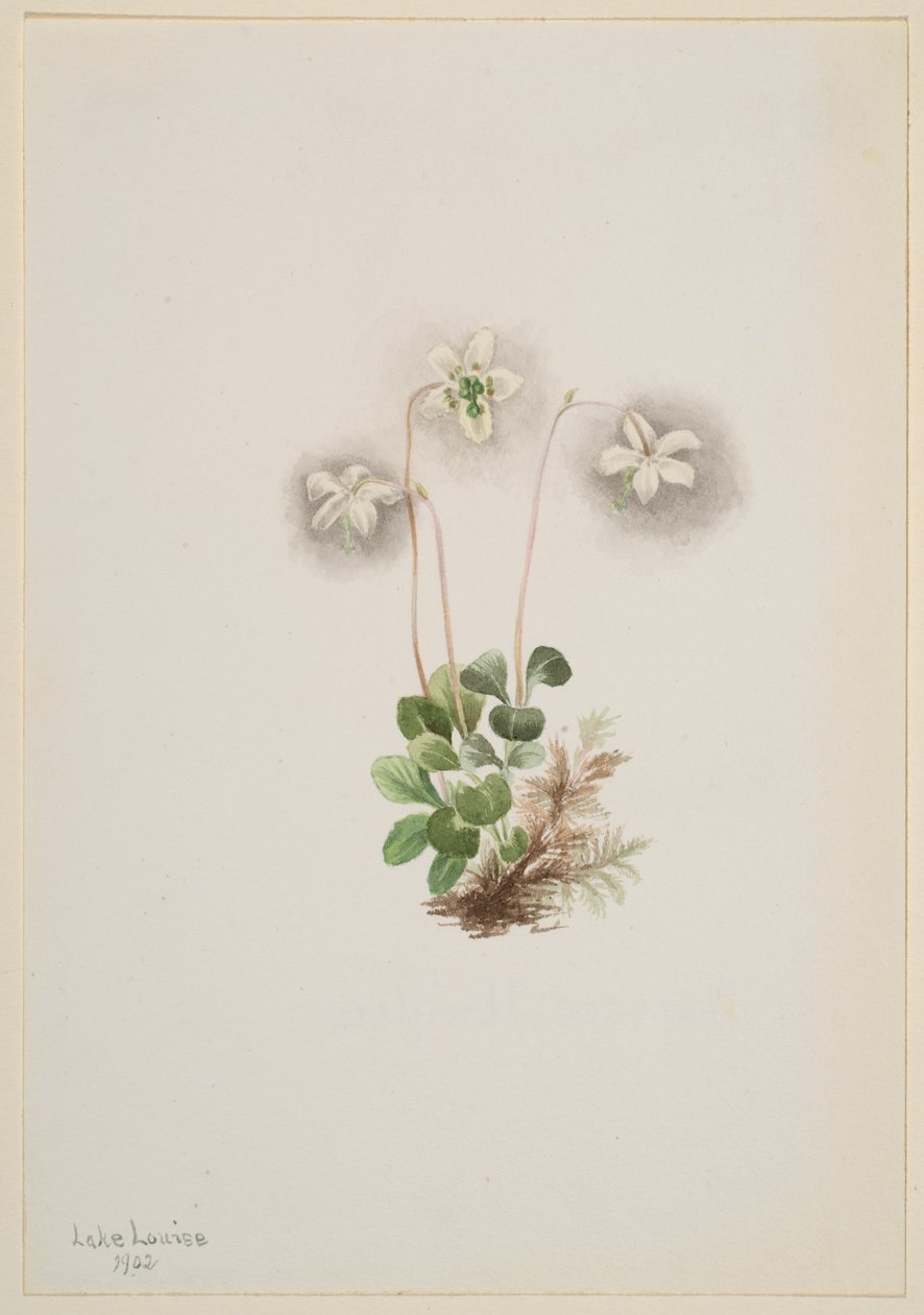 Wood-Nymph Moneses uniflora, 1902. od Mary Vaux Walcott