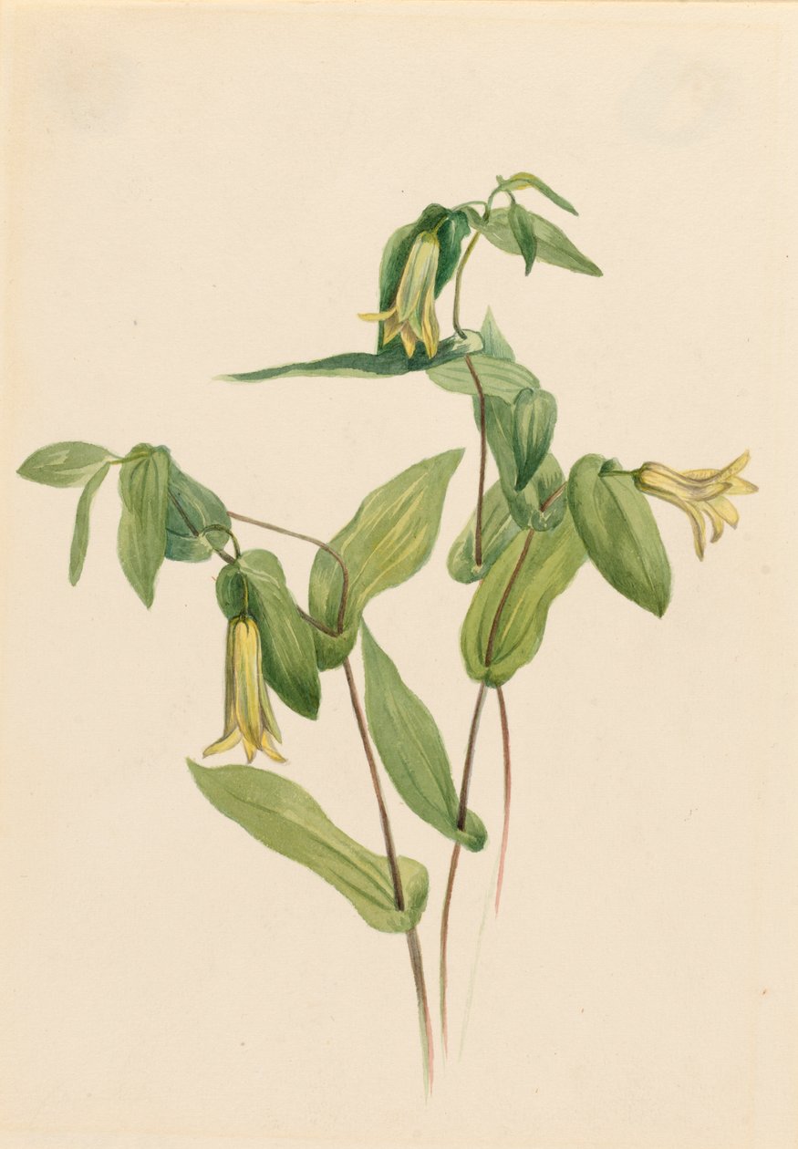 Wood Merrybells Uvularia perfoliata, n.d. od Mary Vaux Walcott