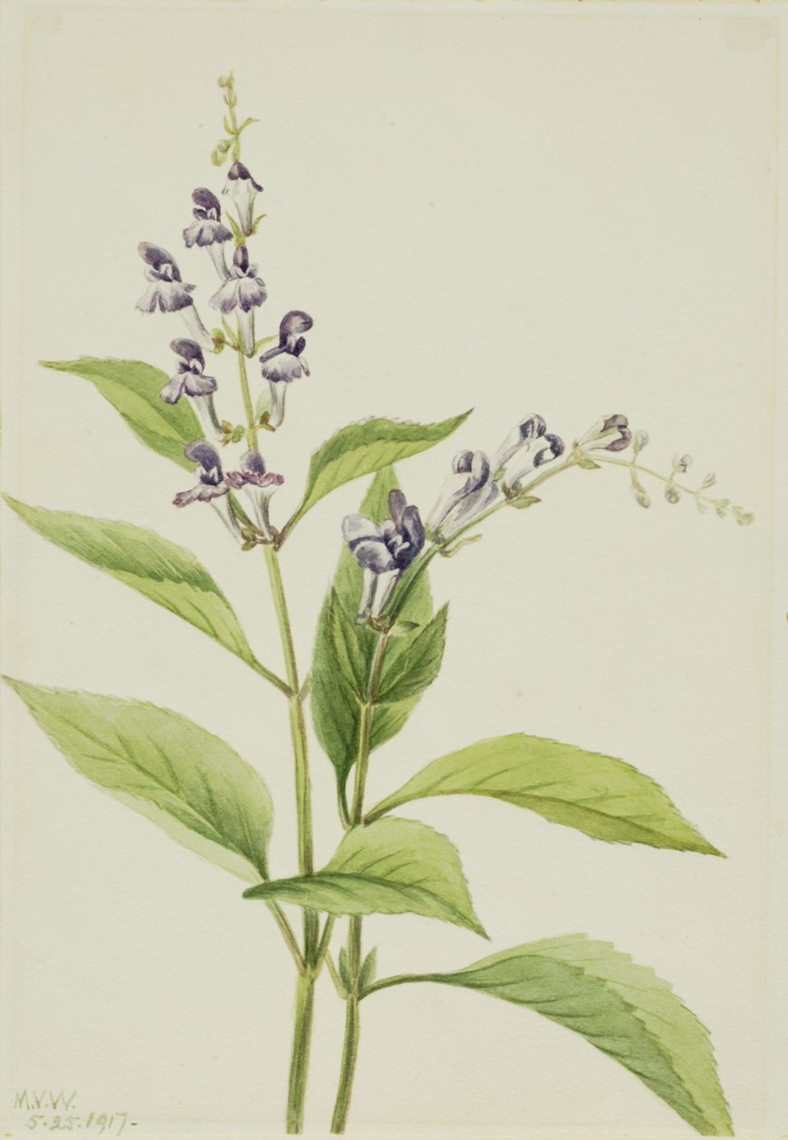 Dřevěná čepice Scutellaria serrata, 1917. od Mary Vaux Walcott