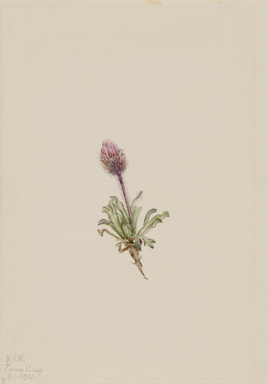 Woolly Fleabane Erigeron lanatus, 1921. od Mary Vaux Walcott
