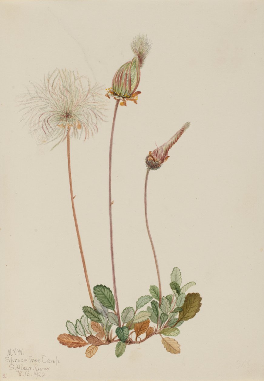 Dryáda žlutá (plod) (Dryas drummondii) od Mary Vaux Walcott