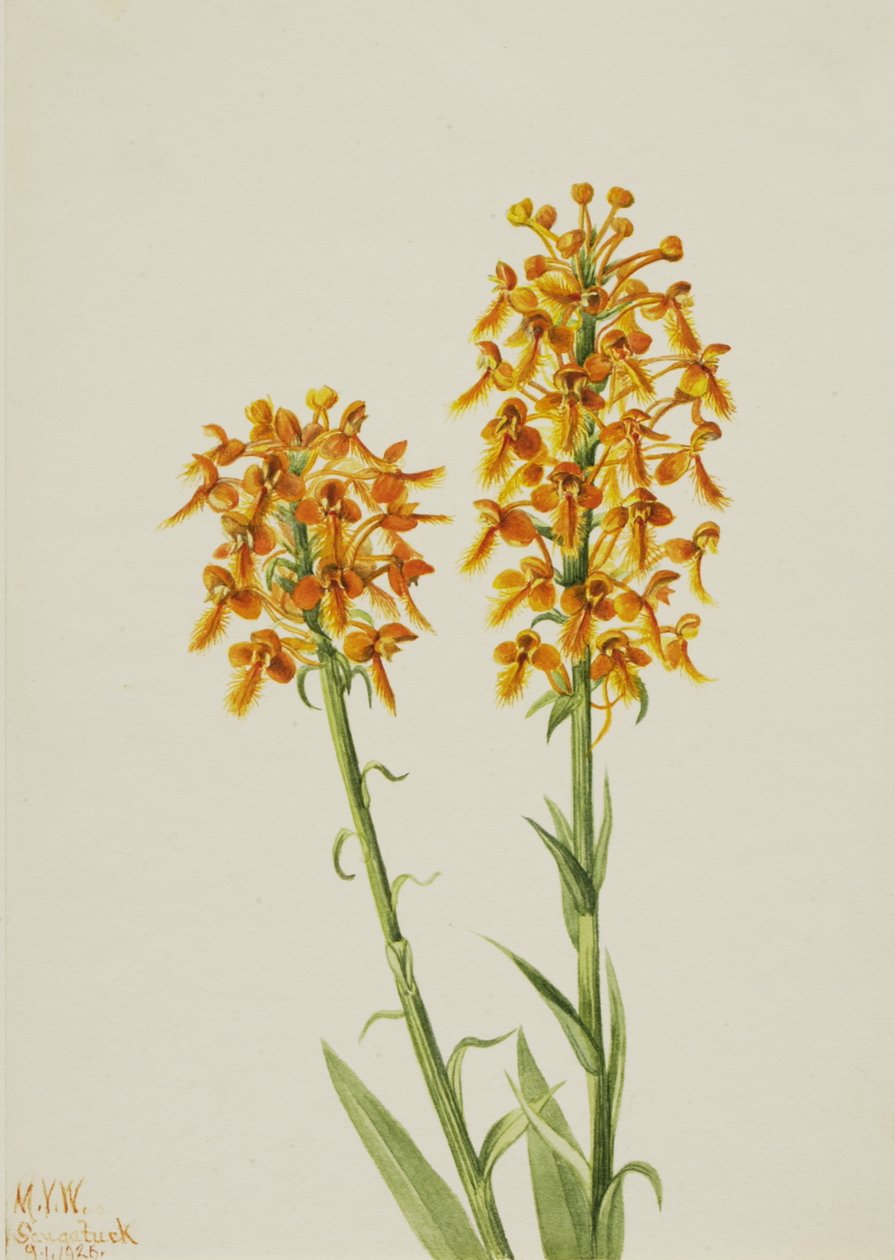 Žlutá třásňová orchidej Habenaria ciliaris, 1926. od Mary Vaux Walcott