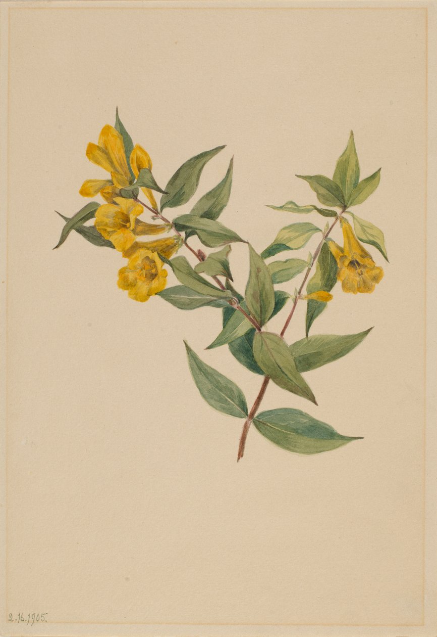 Jessamine žlutý (Gelsemium sempervirens) od Mary Vaux Walcott