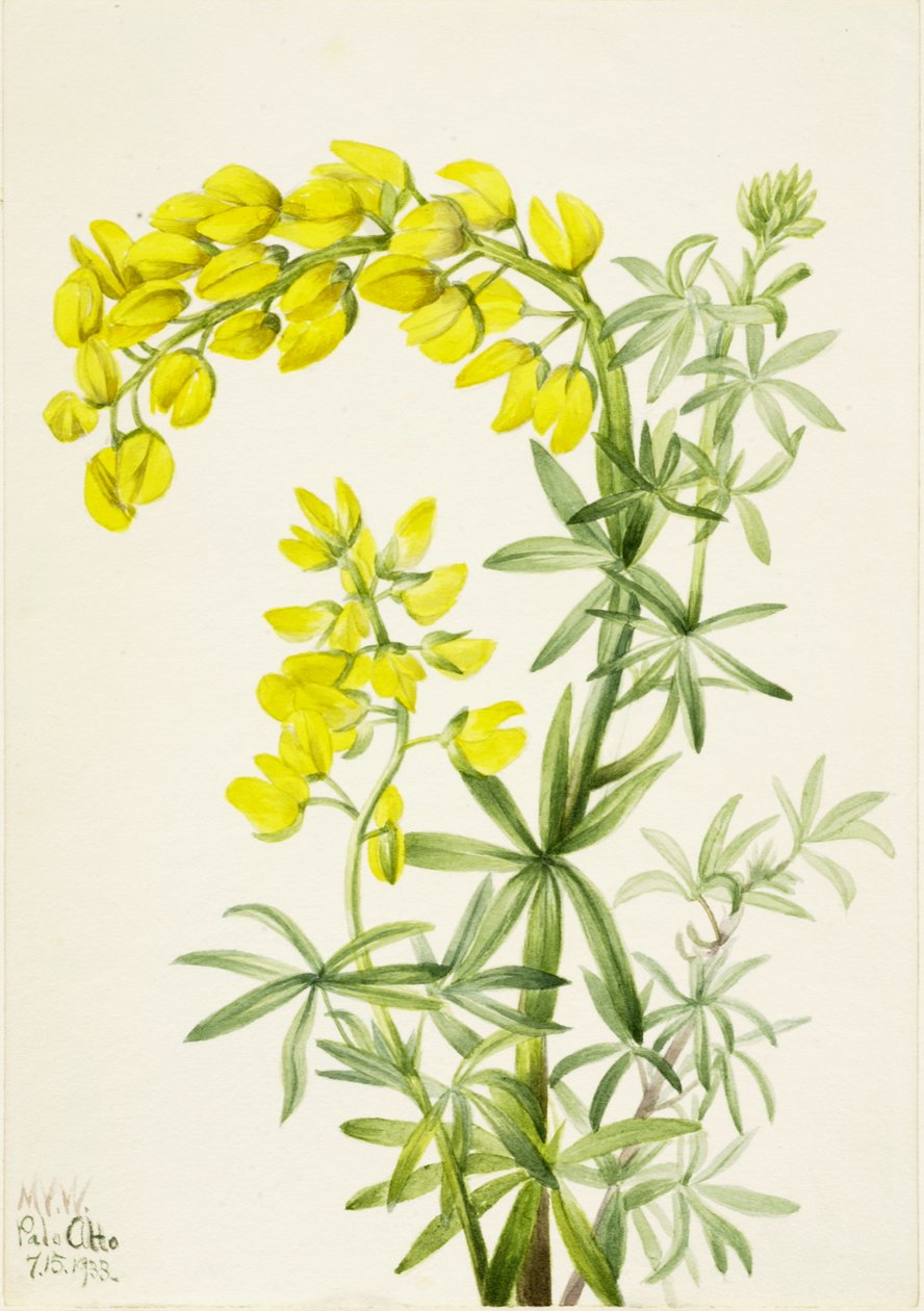 Lupina žlutá Lupinis arboreus, 1933. od Mary Vaux Walcott