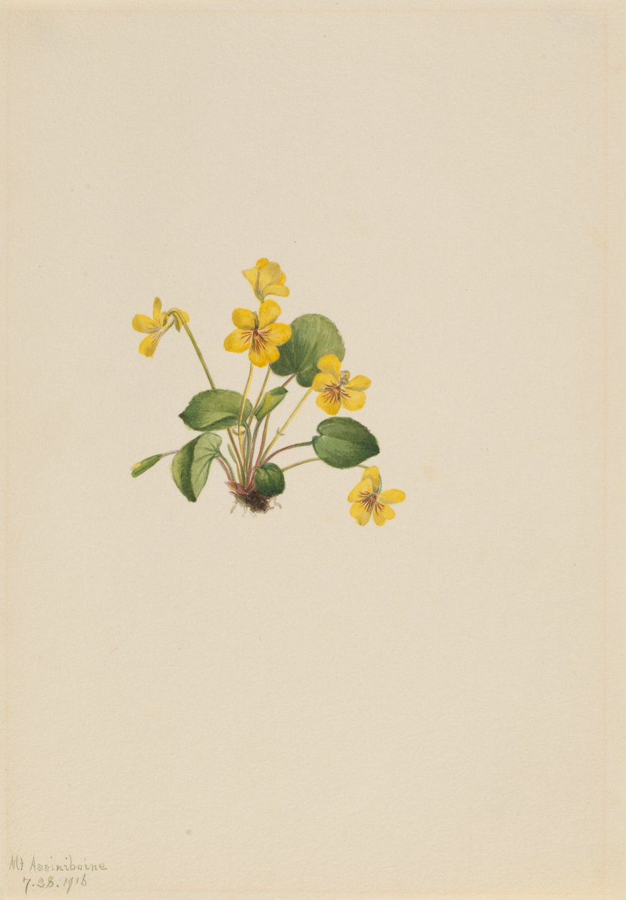 Žlutá fialová Viola orbiculata, 1916. od Mary Vaux Walcott